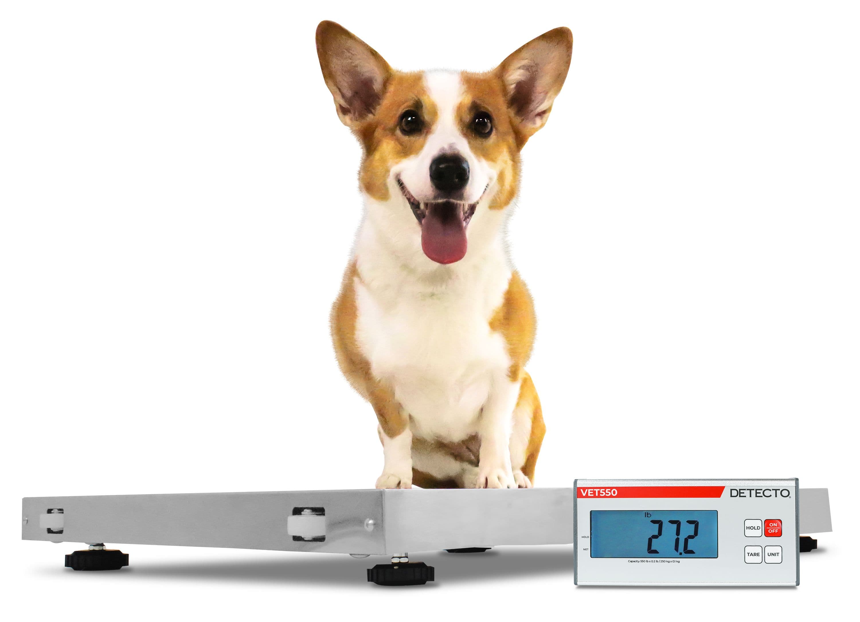 VET550_-Corgi_Low_Angle.jpg