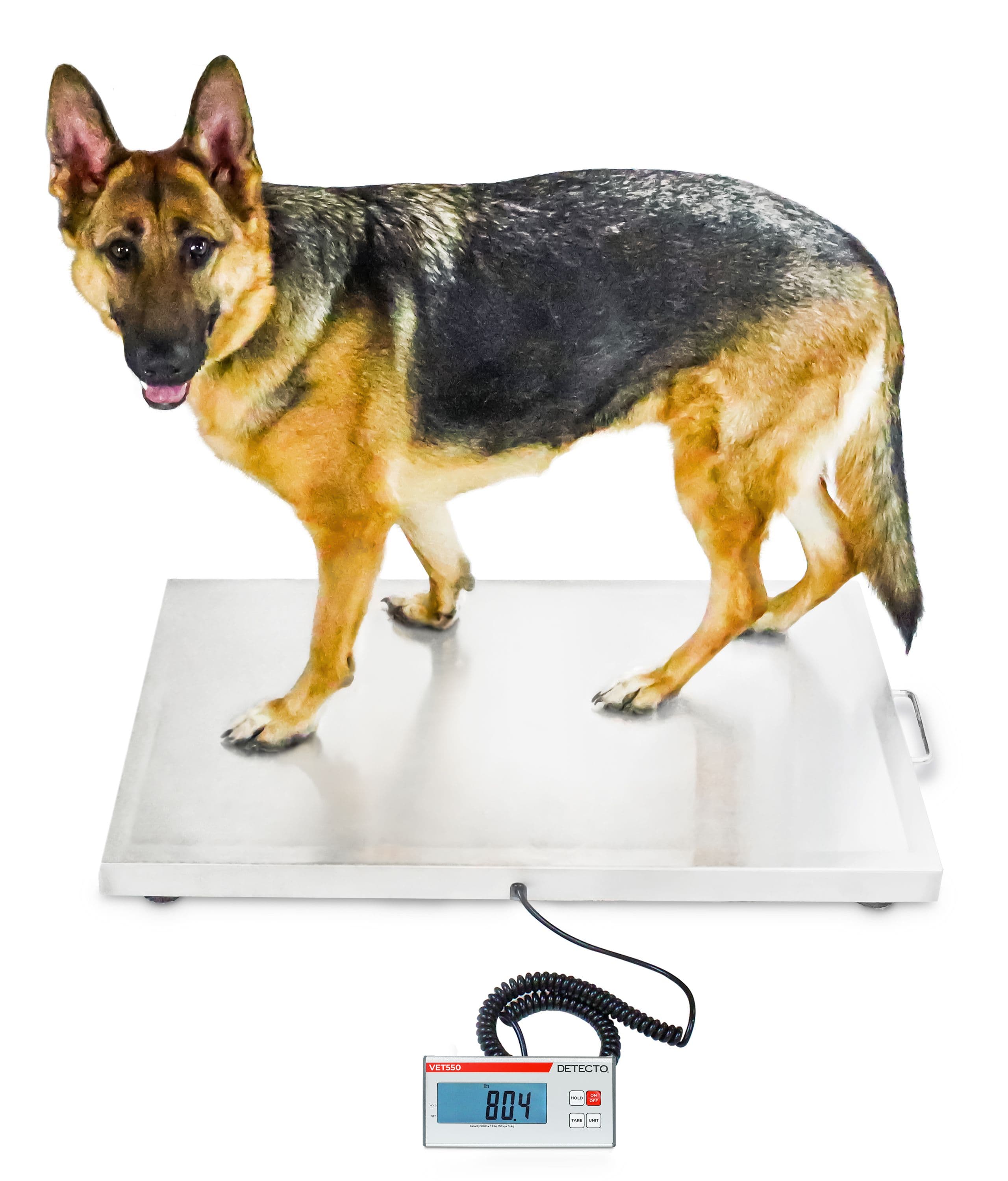 VET550_-_German_Shepherd_Side_View.jpg