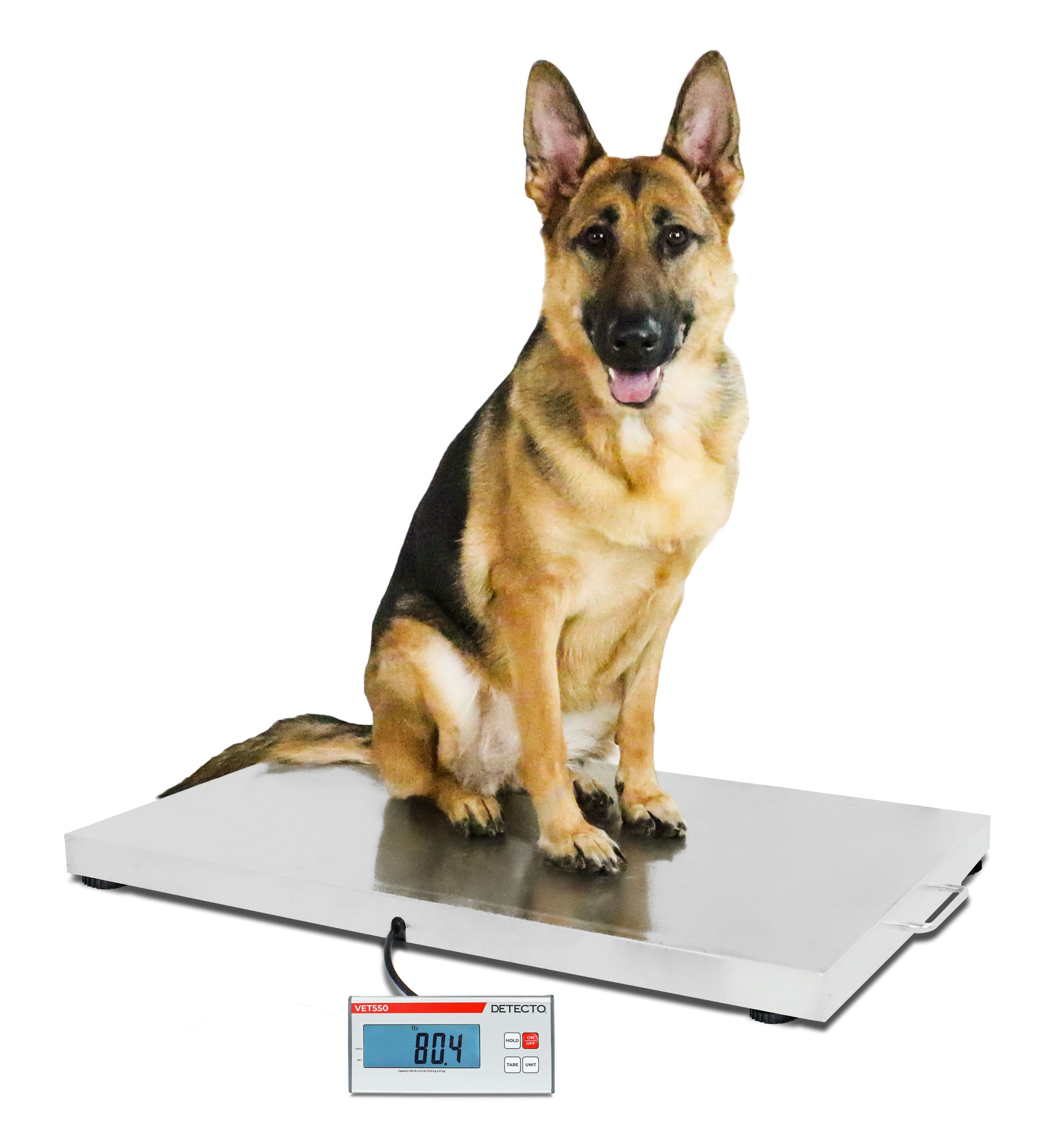VET550_-_German_Shepherd_Sitting_45_degrees.jpg