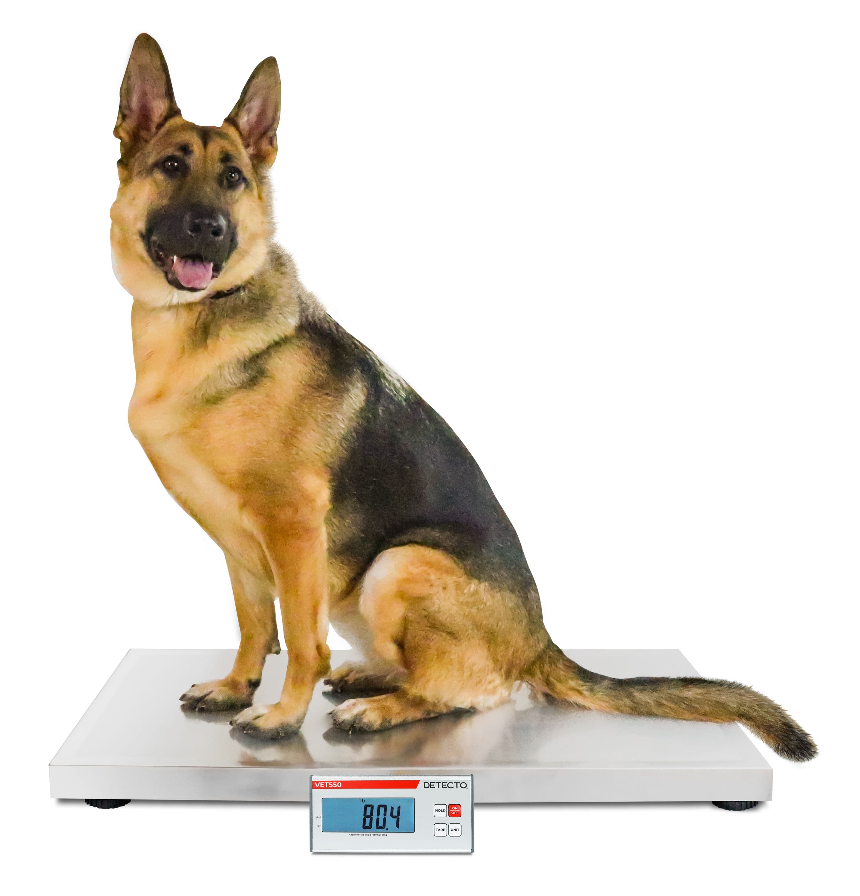 VET550_-_German_Shepherd_Sitting_Side_View.jpg