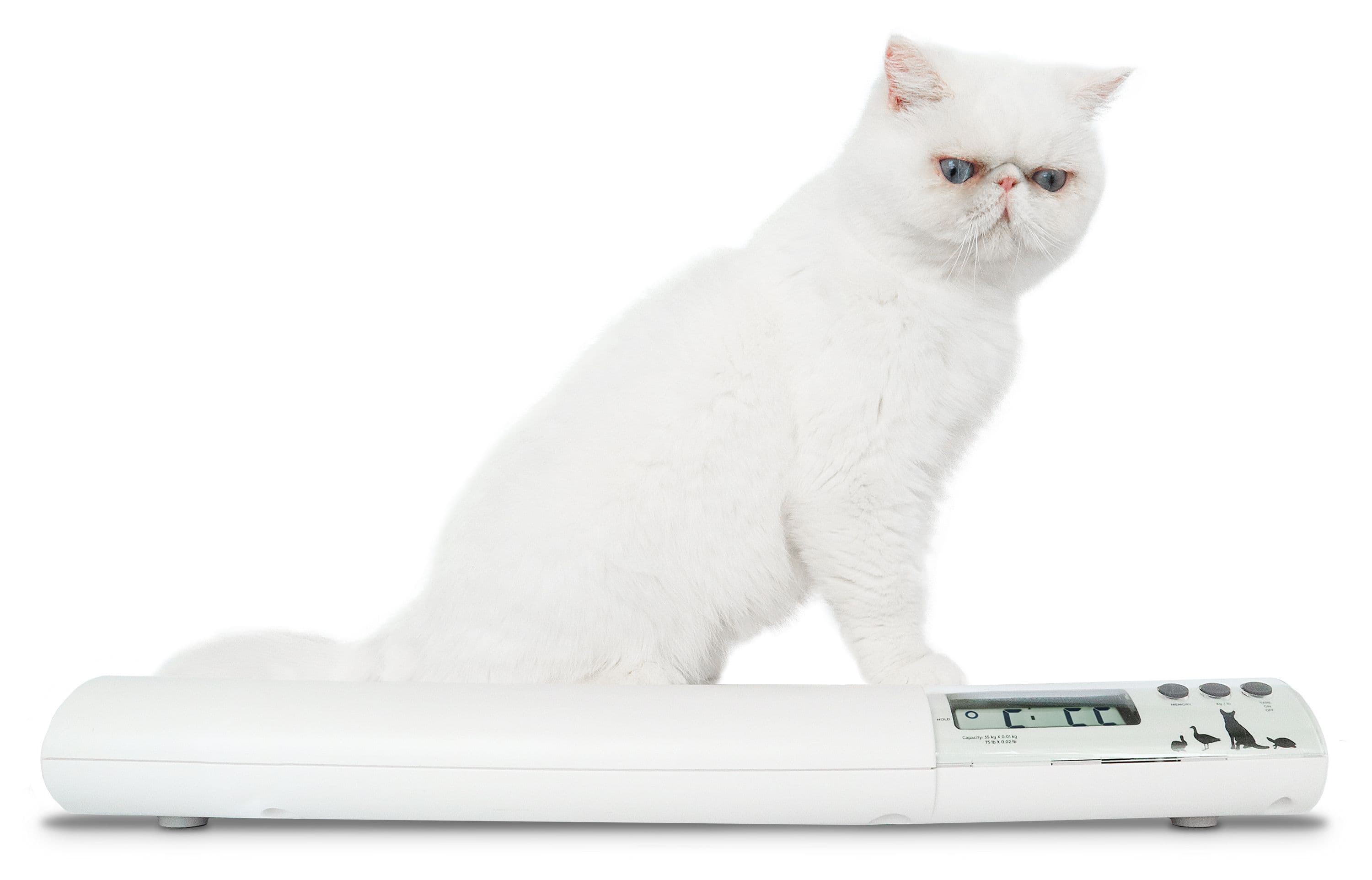 VET75_-_Cat_Sitting_Low_Angle.jpg
